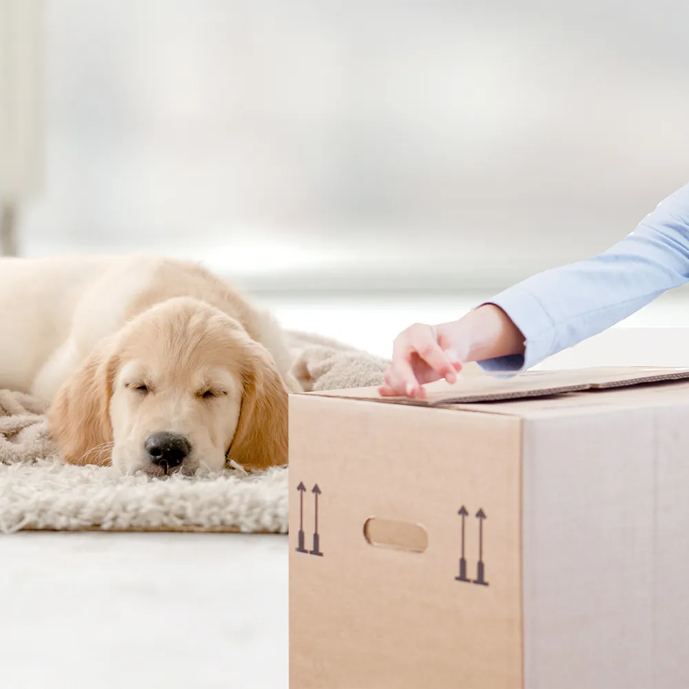 1 .no noise bopp packing tape for packing.webp